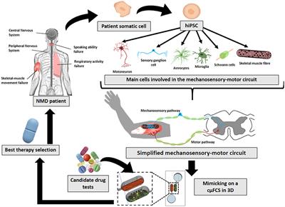 Challenges and Future Prospects on 3D in-vitro Modeling of the Neuromuscular Circuit